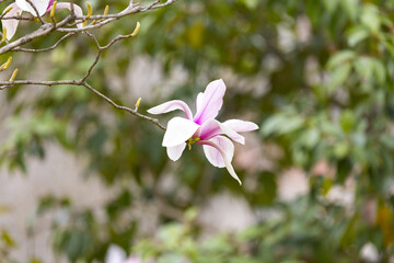 Fototapeta premium Pink Magnolia Blossom on Branch with Soft Garden Background