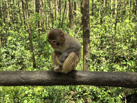 Macaque Monkey Sitting on a Fallen Log in a Forest