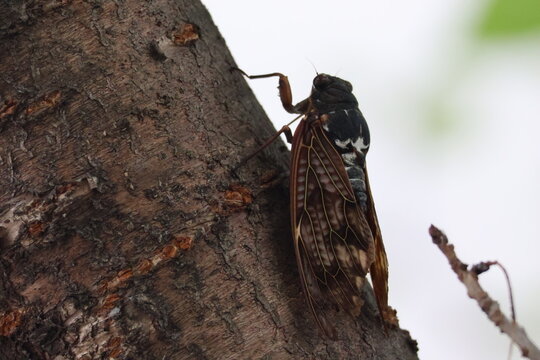 a cicada on a tree