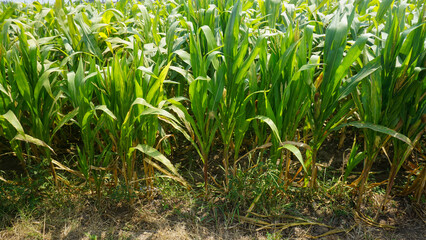 Fototapeta premium Lush Green Corn Field Plants Growing in Agricultural Farm