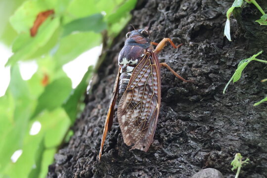 a cicada on a tree