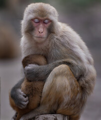 Obraz premium Macaque Mother Holding Her Baby in a Calm Resting Pose
