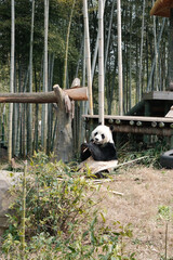 Giant Panda Eating Bamboo in Bamboo Enclosure © TranAnhDao