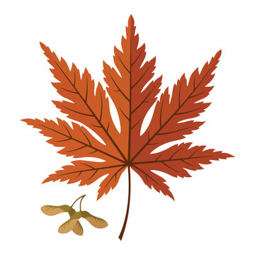 An illustration features a reddish-brown autumn maple leaf alongside a pair of winged maple seed samaras on a white background.
