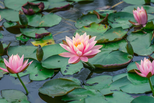 Pink Water Lilies Blooming on Lily Pads in a Pond