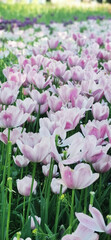 Obraz premium Pink Tulips Blooming in a Spring Flower Field