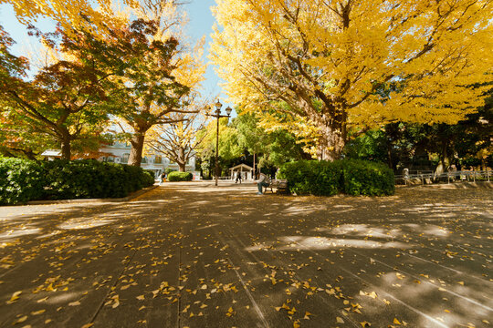 Yellow Ginkgo Trees in Autumn