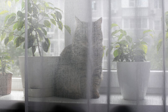 A tabby domestic cat sits on a window with indoor flowers behind a sheer tulle curtain.
