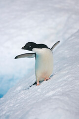 Fototapeta premium Adelie penguin balancing on an iceberg near Antarctica