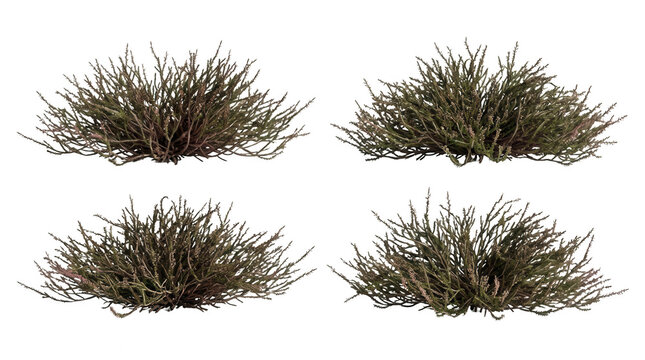 Ensemble de quatre buissons d'herbes sauvages isol&eacute;s sur fond blanc, parfaits pour des projets d'am&eacute;nagement paysager, de design architectural ou de composition num&eacute;rique.