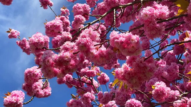 Cherry blossom trees in full bloom under a blue sky during springtime
