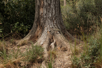 Obraz premium Old Tree Trunk in a Peaceful Forest with Exposed Roots, Green Foliage, Natural Woodland Path, and Serene Spring Landscape