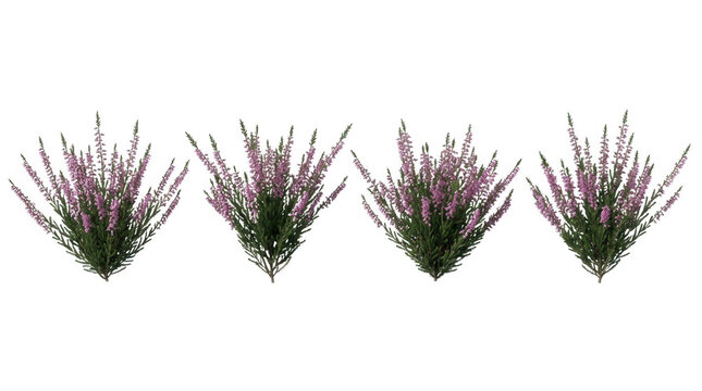 Alignement de quatre buissons de bruy&egrave;re en fleurs roses et violettes isol&eacute;s sur fond blanc pour projets botaniques et paysage.