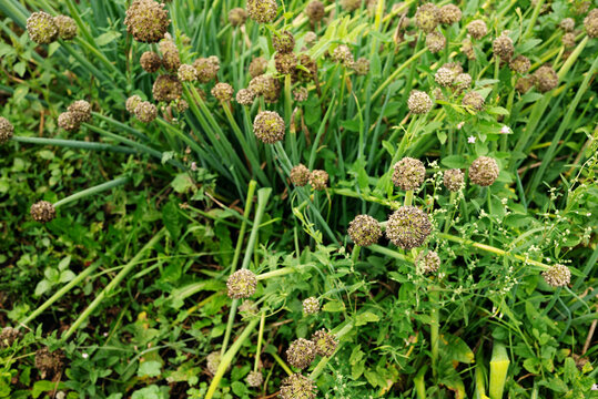Mature onion plants with dry seed heads growing in a home vegetable garden, showing the late-season stage of the crop and traditional seed saving.