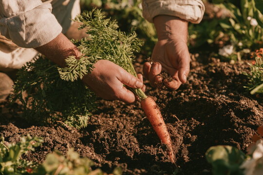 Fresh orange carrots are pulled from rich garden soil by hand, showing green tops, healthy roots, warm sunlight, and a rustic farm harvest in summer.