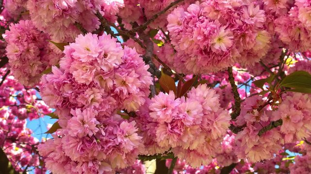 Cherry blossoms bloom in spring at a local park under a clear sky