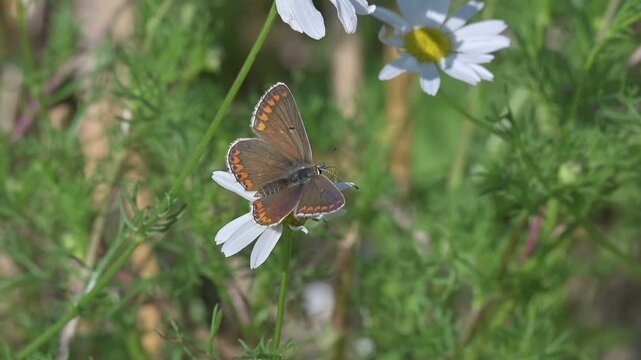 Brown Argus butterfly (Aricia agestis) flying from flower to flower. July, Kent, UK [Slow motion x10]
