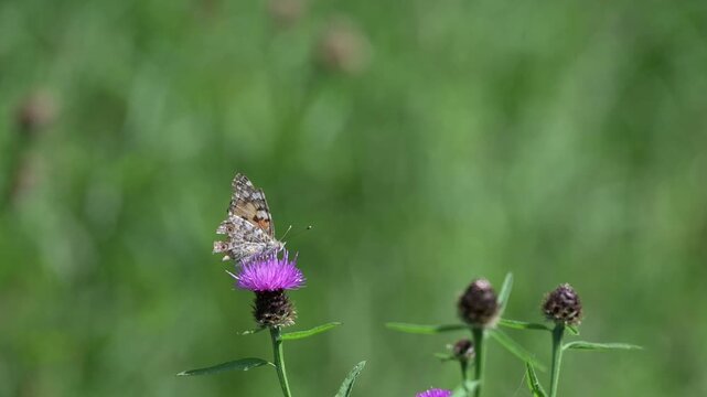Painted Lady butterfly (Vanessa cardui) with very damaged wings taking off from a thistle flower. July, Kent, UK [Slow motion x10]
