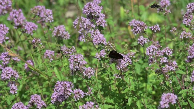 Peacock butterfly (Aglais io) disturbed while feeding by a bumblebee. August, Kent, UK [Slow motion x10]