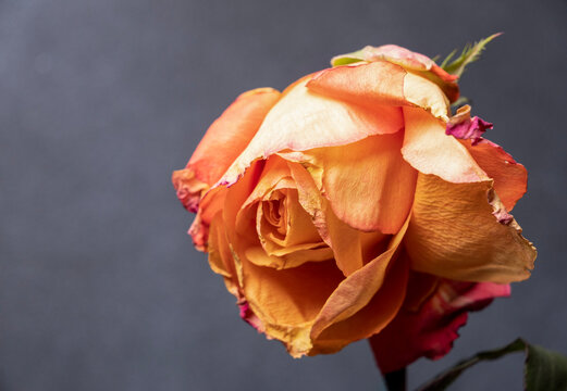 A close-up of a faded orange rose