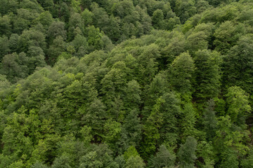 Fototapeta premium Wildlife landscape in Dilijan National Park in Armenia.
