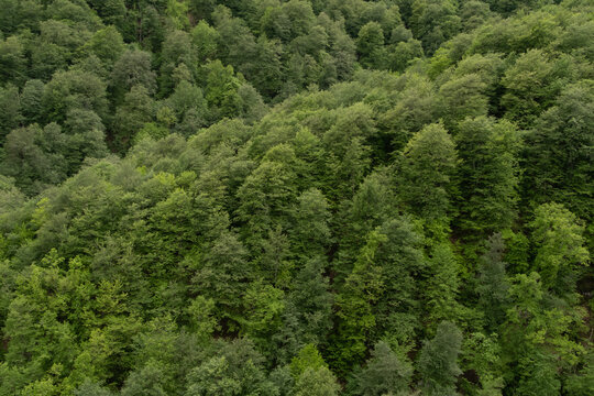 Wildlife landscape in Dilijan National Park in Armenia.