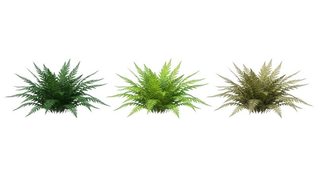 Drei isolierte Farne in verschiedenen Gr&uuml;nt&ouml;nen und Reifegraden, angeordnet in einer Reihe vor einem rein wei&szlig;en Hintergrund f&uuml;r botanische Designs oder landschaftsarchitektonische Visualisierungen.