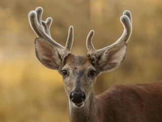 A striking close-up portrait of a male deer with large ears and impressive antlers covered in soft velvet © MohdFauzi