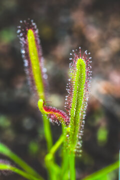Macro view of carnivorous sundew Drosera capensis with dew covered sticky tentacles.