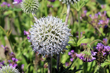 Echinops sphaerocephalus 'Arctic Glow'. Close up of white spherical ball like globe thistle flower head in summer.  © Ros Burnley
