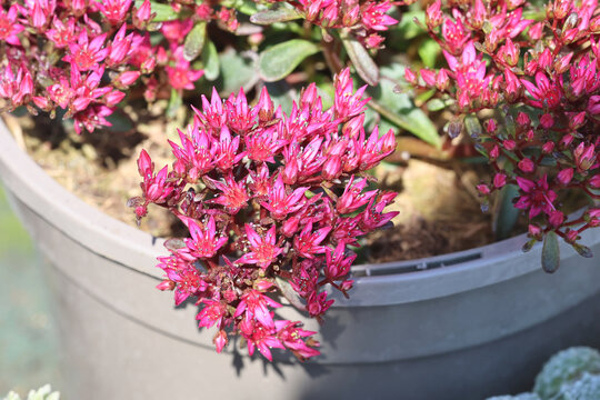 Sedum spurium 'Spot On Red', Close up group of  dramatic red / pink alpine ice plant flowers in summer. 