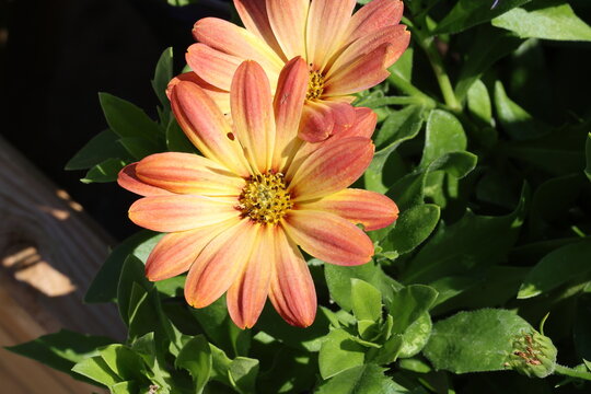 Dimorphotheca [Summersmile Sunfire] (Summersmile Series).  Warm burnt orange and yellow toned african daisy flower. Synonym Osteospermum SummerSmile&reg; &lsquo;Sunfire&rsquo;