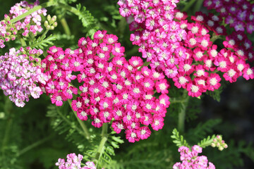 Achillea millefolium [New Vintage Violet] ('Balvinviolet') (New Vintage Series) © Ros Burnley