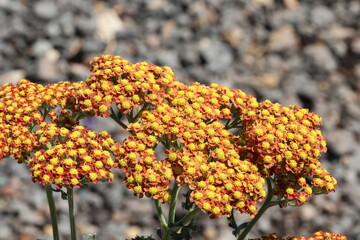 Achillea millefolium 'Sassy Summer Sunset' (Sassy Summer Series). Close up of flat clusters of bright orange yarrow flowers with yellow centres in spring.  © Ros Burnley