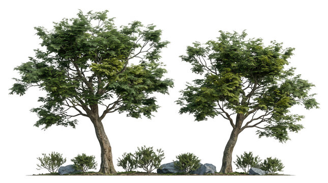 Dos &aacute;rboles frondosos con peque&ntilde;os arbustos y rocas en la base, aislados sobre un fondo blanco limpio para proyectos de dise&ntilde;o y arquitectura.