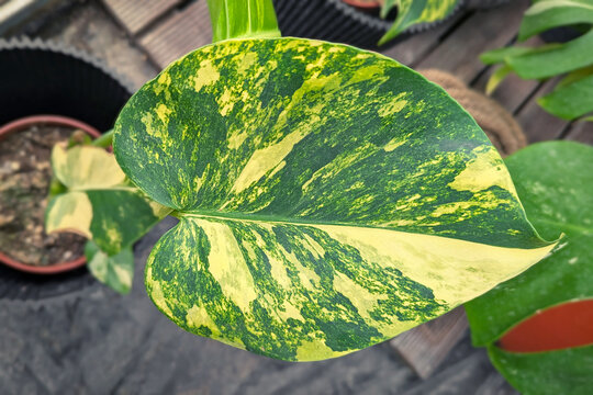 Leaf of the rare 'Monstera Yellow Marilyn Variegata' houseplant with yellow variegation
