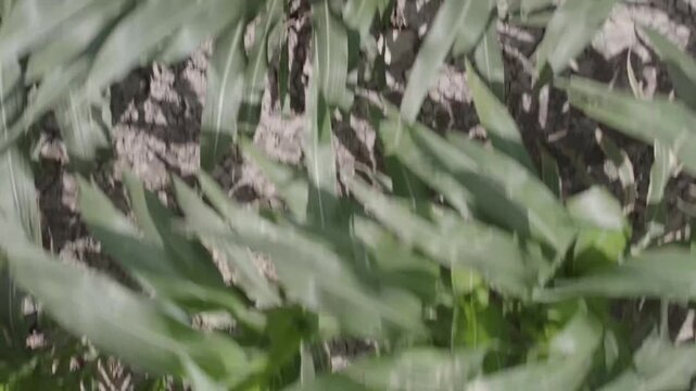 corn leaves and plants in dense growth under daylight for agriculture crop plant foliage nature drone photography footage professional footage media