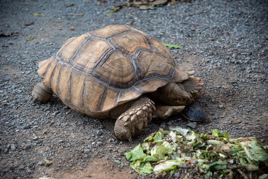 Large African spurred tortoise sulcata eating fresh green vegetables on ground