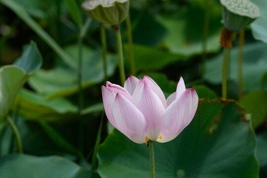 Pink Lotus Flower Blooming in Pond with Green Leaves and Bokeh Background in Summer