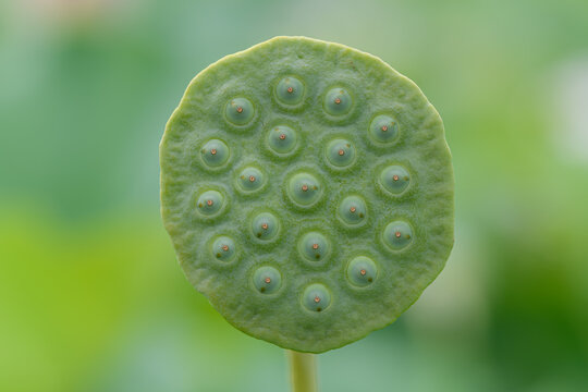 Close Up of Green Lotus Seed Pod with Geometric Pattern in Pond in Summer