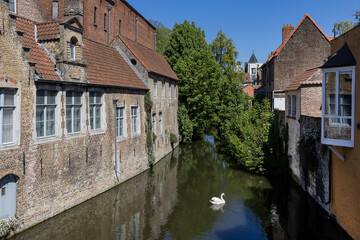 Fototapeta premium Belgium. Bruges. Swan in a City Canal.