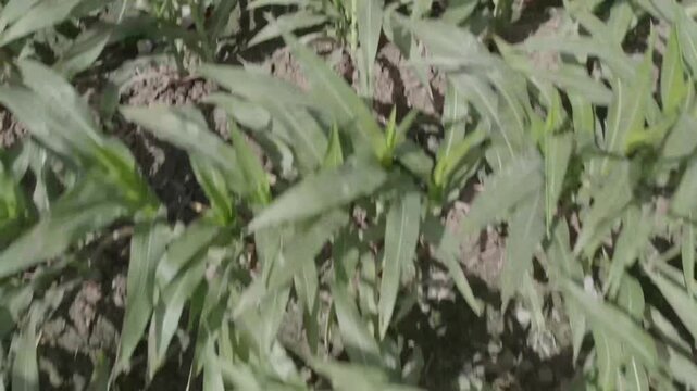 Corn plant leaves in detailed close up under natural light for agriculture crop plant foliage nature drone photography footage commercial media asset