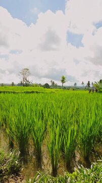 Vertical video. Wide Angle Perspective of Vibrant Rice Fields With Curving Irrigation Channel And Tropical Plants Beneath Bright Cloud Filled Sky, Sustainable Agriculture Theme
