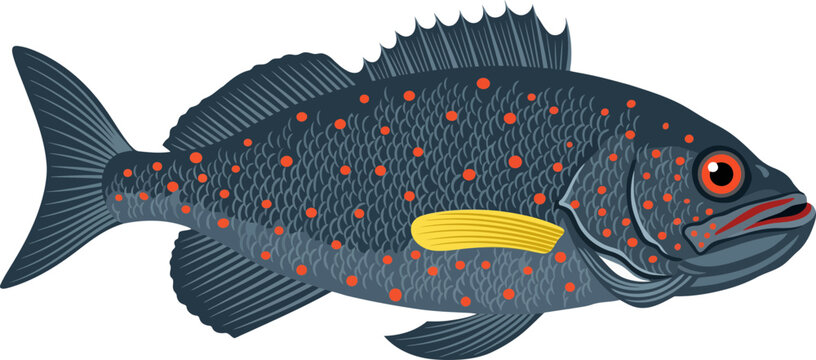 Fish Aquatic and Freshwater 007