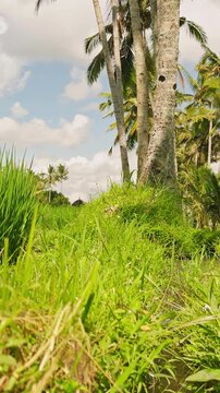 Vertical video. Slow Motion View of Palm Trees And Rice Fields Beside Irrigation Canal, Bright Tropical Countryside Landscape Under Sunny Sky