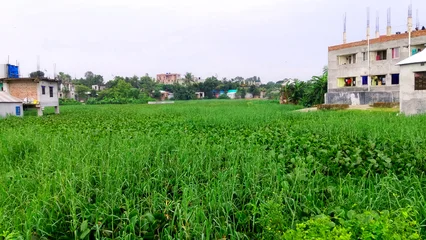 Fototapete Grün Lush Green Agricultural Field Surrounded by Residential Buildings in a Rural Village Landscape  © MD