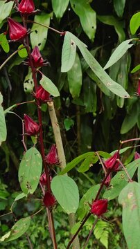 Vertical video. Close View of Roselle Plant With Deep Red Calyxes Growing in Lush Tropical Garden, Vibrant Botanical Scene Highlighting Natural Herbal Agriculture
