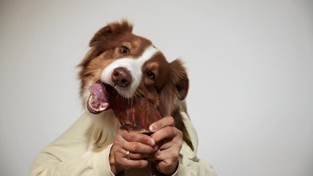 Red tricolor Australian Shepherd gnaws a dried pig ear held in human hands. Humorous pet chew footage for natural snacks, dental care and product advertising