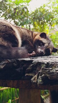 Vertical video. Asian Palm Civet Resting on Rustic Wooden Platform in Tropical Garden, Curious Nocturnal Mammal Observing Surroundings