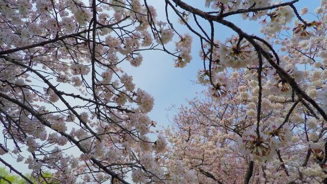 桜の下を歩く